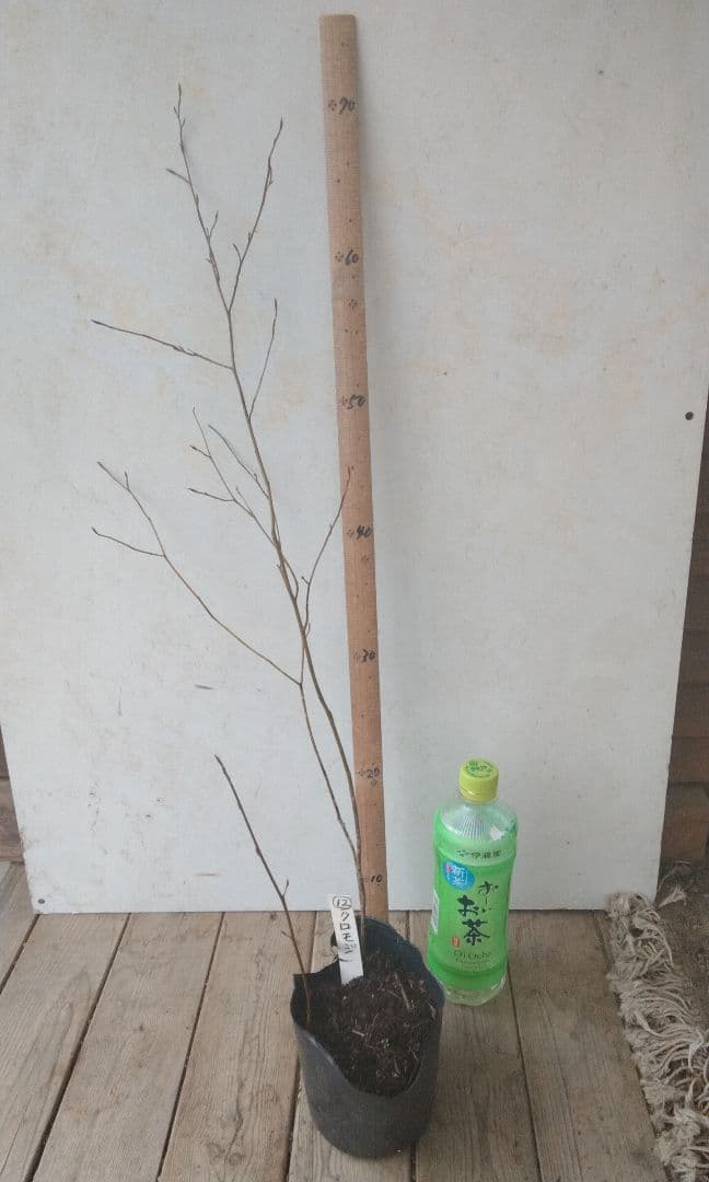 70cm 山採り2本立ちクロモジ 苗木 苗 薬効 ハーブ 癒やしの香り - メルカリ