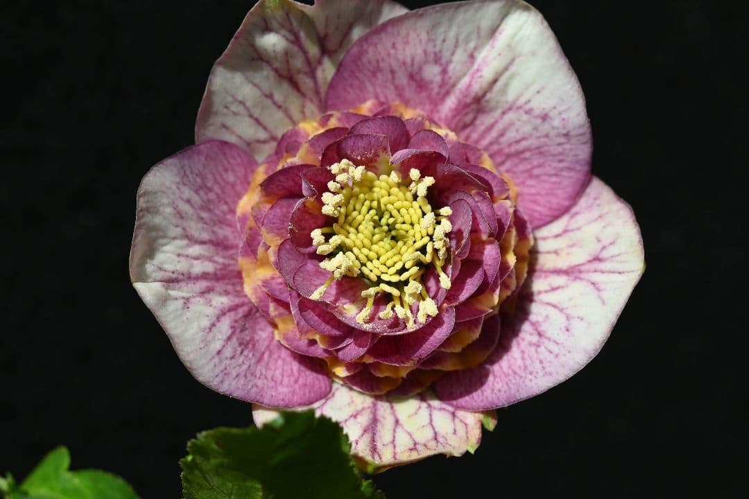 クリスマスローズ　最高級！認定アンティークモーリー メビウス交配 加藤農園 クリスマスローズ 最高級！認定アンティークモーリー メビウス交配