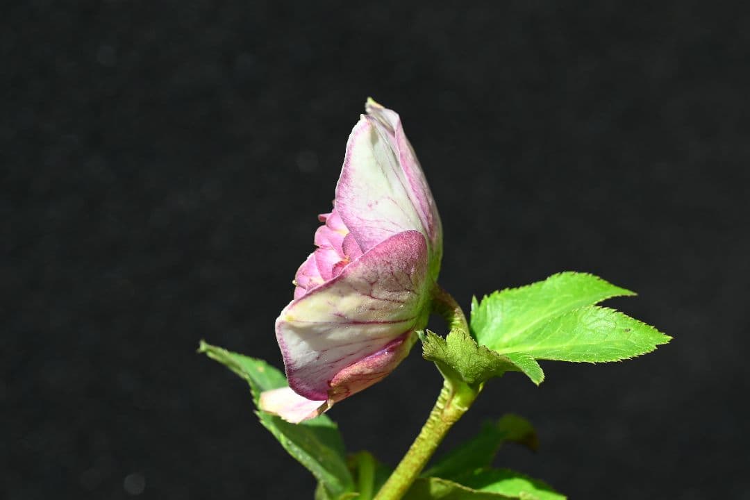 クリスマスローズ 最高級！認定アンティークモーリー メビウス交配