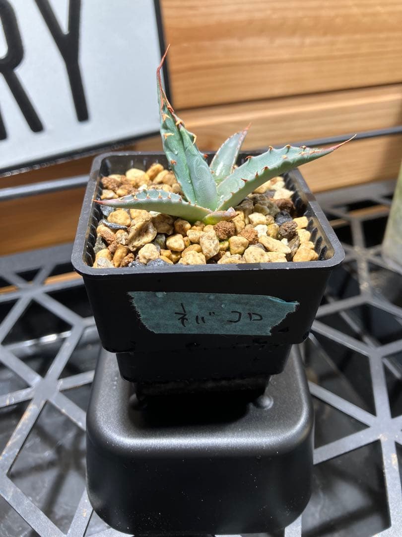 ハイブリッド　アガベ　ネバデンシス✖️コロラータ ネバコロ アガベ ハイブリッド ユタエンシス ネバデンシス × コロラータ Agave