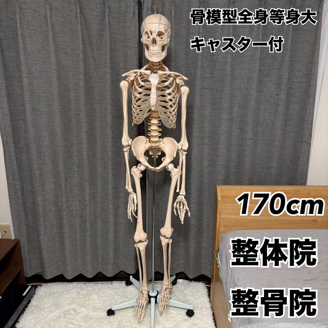 骨模型　全身　等身大　キャスター付　整体院　整骨院 楽天市場】【国際規格認証品】 ミニサイズ 人体模型 骨格模型 85cm