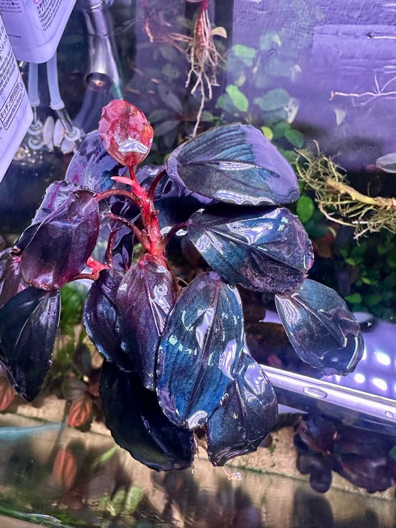 ブセファランドラsp. シラット・サークル　3株 ブセファランドラsp. シラット・サークル 3株