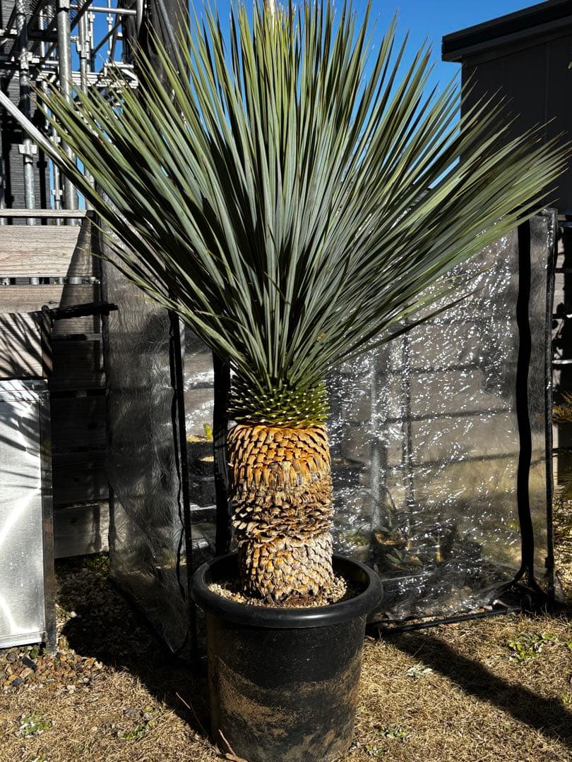 いぬ　太株　ユッカロストラータ　ブルーサンダー　タグ付き ユッカ ロストラータ ブルーサンダー② | hanayoshi-botanical