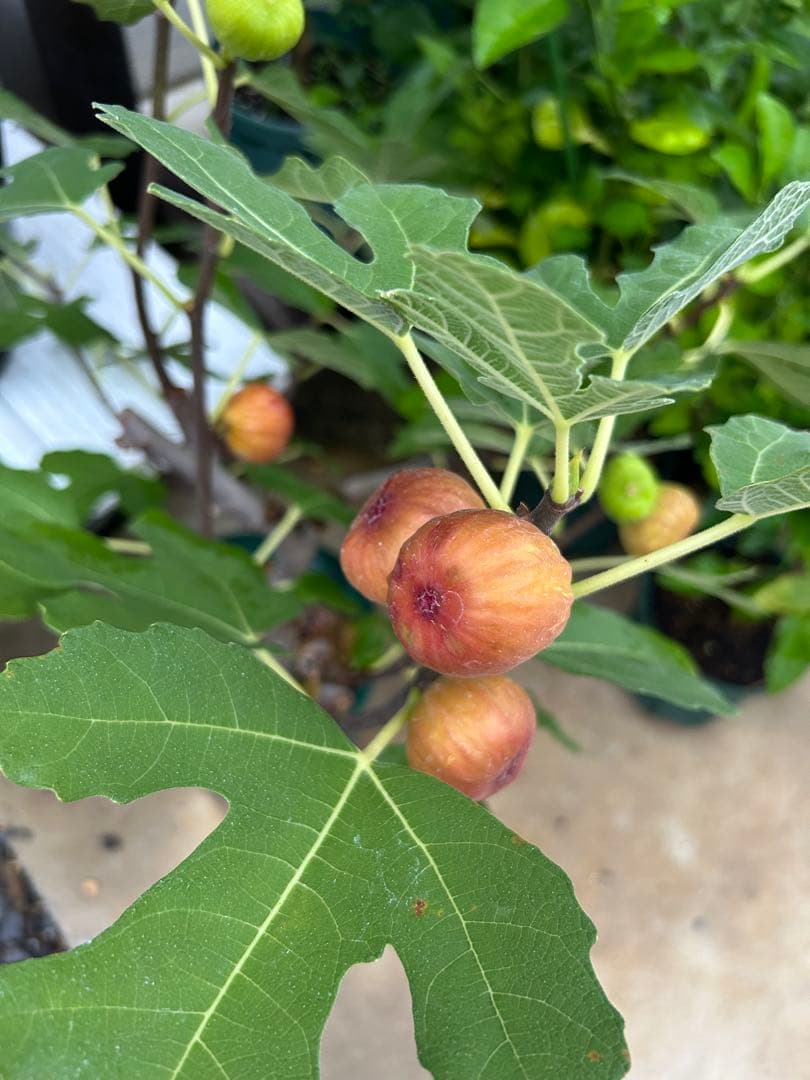 イチジク 穂木12品種セット - メルカリ