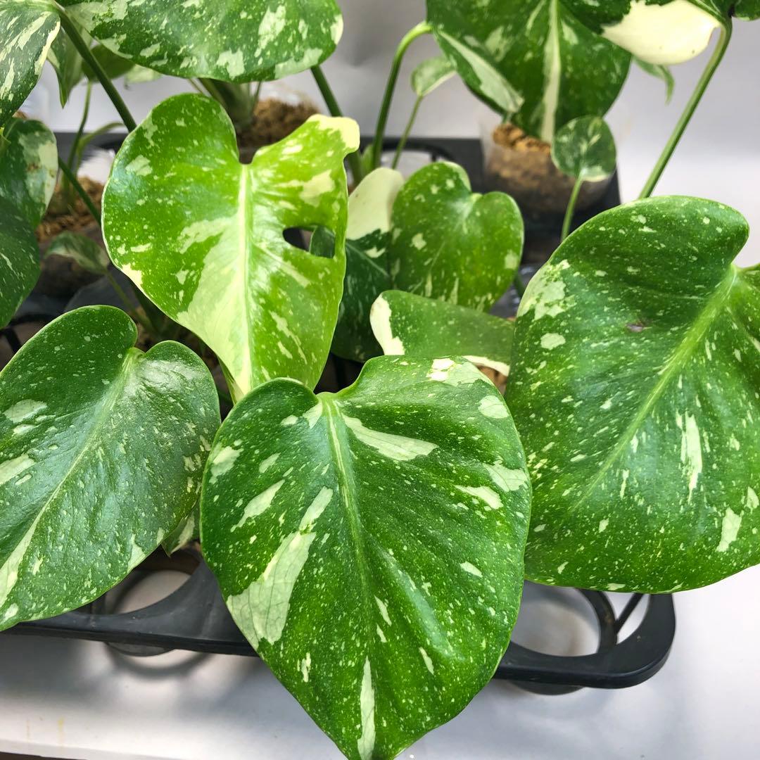 や*ぴ様 モンステラデリシオーサマクロコズム超希少系統鉢植え75