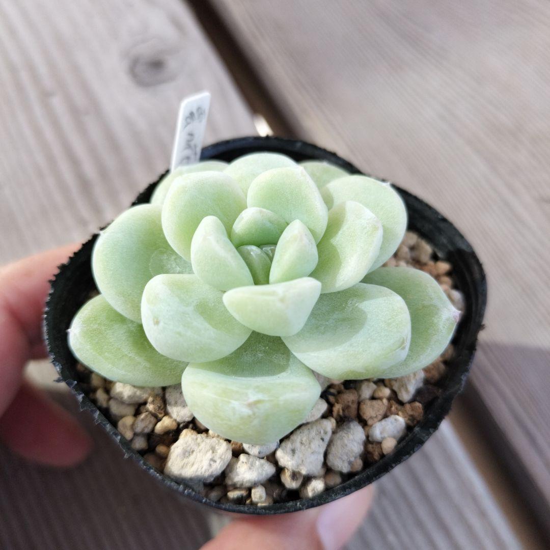 風の花 雲の花 ミックスベリア おらいさん苗 多肉植物 - メルカリ