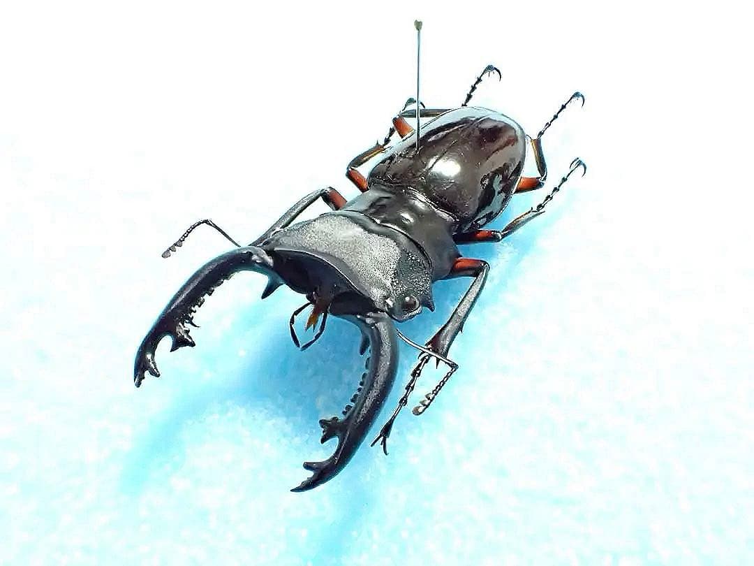 標本】インペリアリスツヤクワガタ パラワン島産 65.7ミリ 野外品