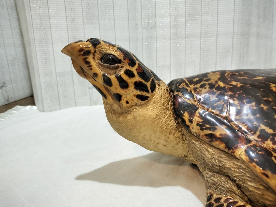 タイマイ ウミガメ剥製 国際希少野生動植物種登録票有 - メルカリ