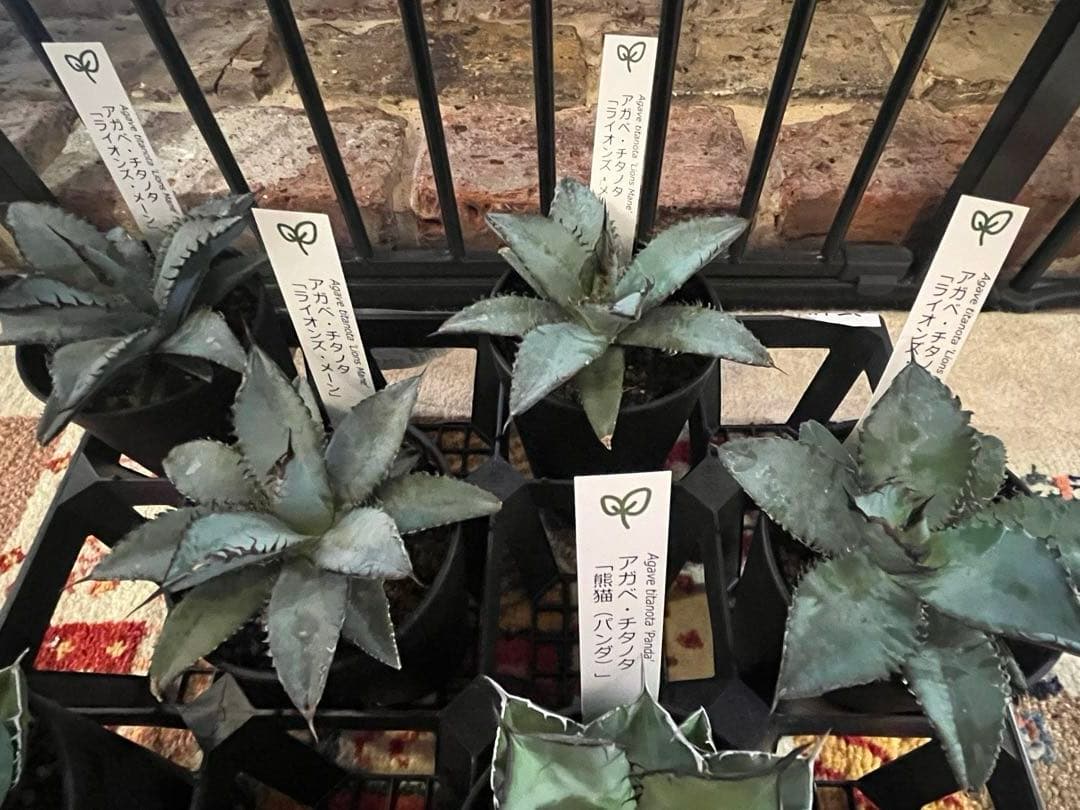 ワン太郎様専用アガベ 9個セット販売 シーザー パンダ ライオンズメーン