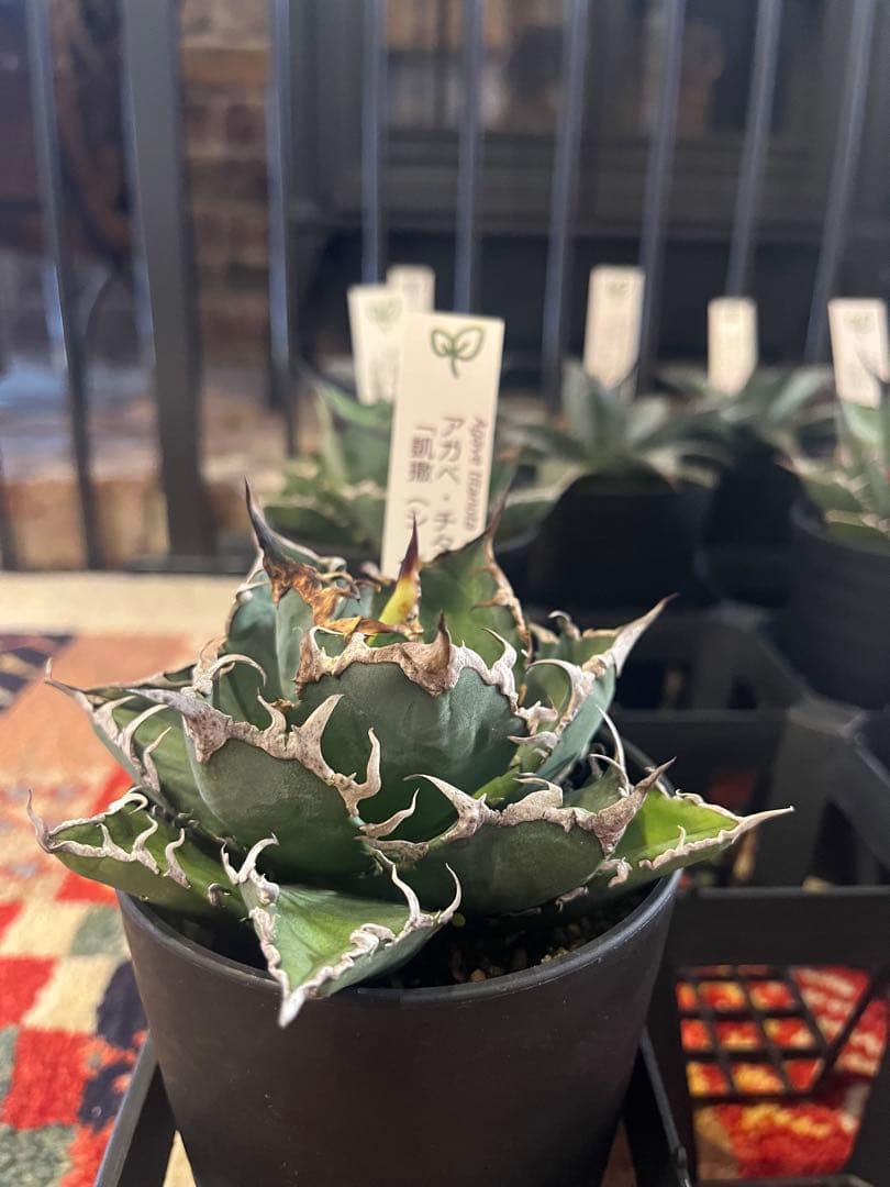 ワン太郎様専用アガベ 9個セット販売 シーザー パンダ ライオンズ