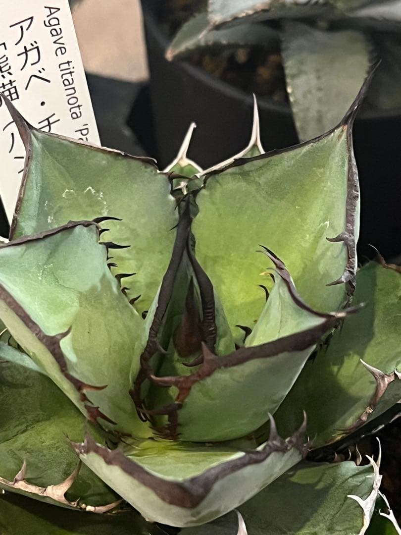 ワン太郎様専用アガベ 9個セット販売 シーザー パンダ ライオンズ