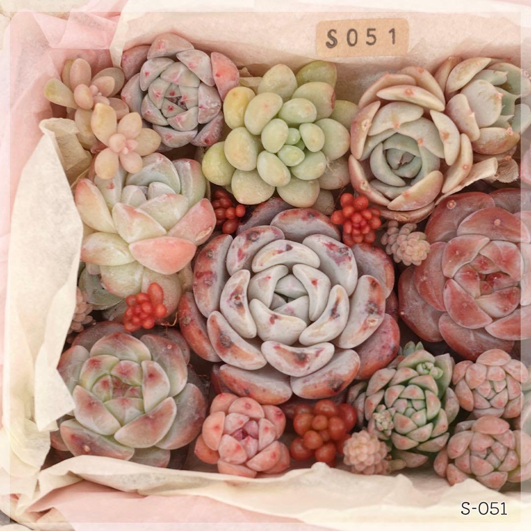 多肉植物 カット苗 詰め合わせ 寄せ植えセット エケベリア ｜S051