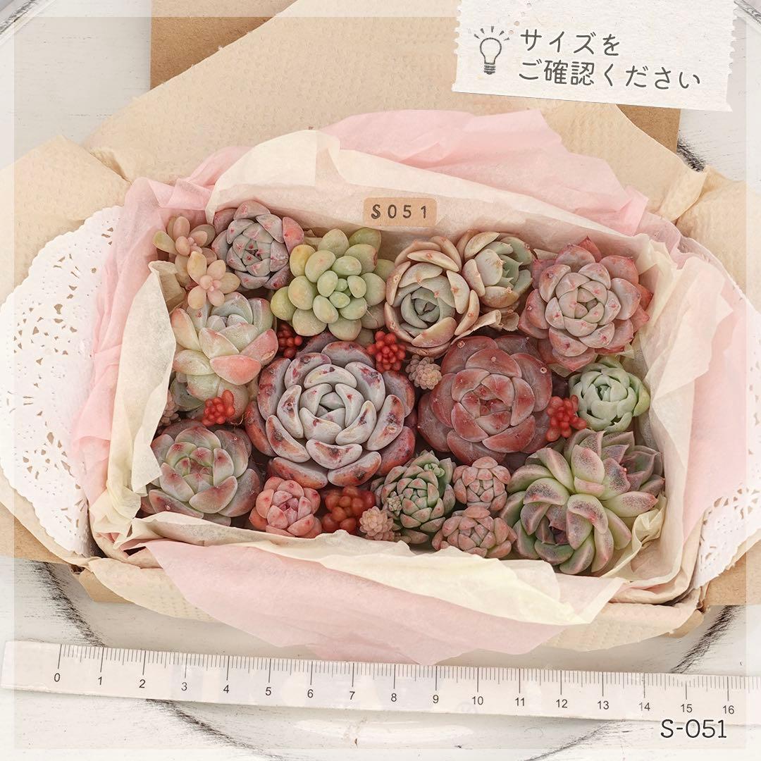 多肉植物 カット苗 詰め合わせ 寄せ植えセット エケベリア ｜S051