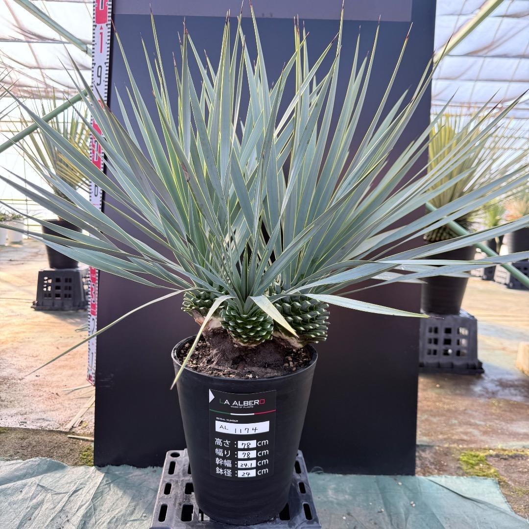 【AL1174】ユッカ　ロストラータ　トリプルヘッド AL1174】ユッカ ロストラータ トリプルヘッド