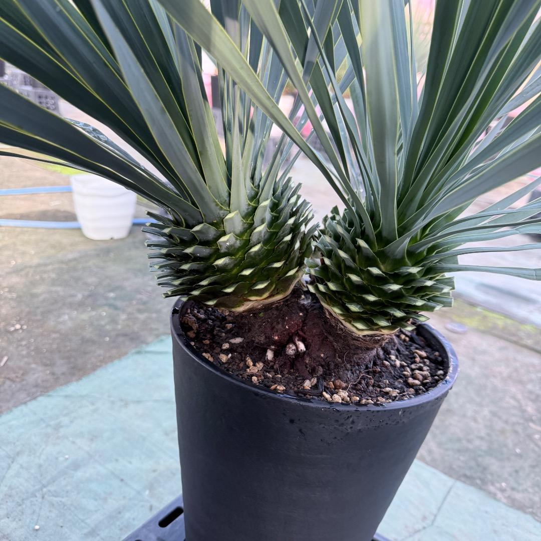 AL1174】ユッカ ロストラータ トリプルヘッド