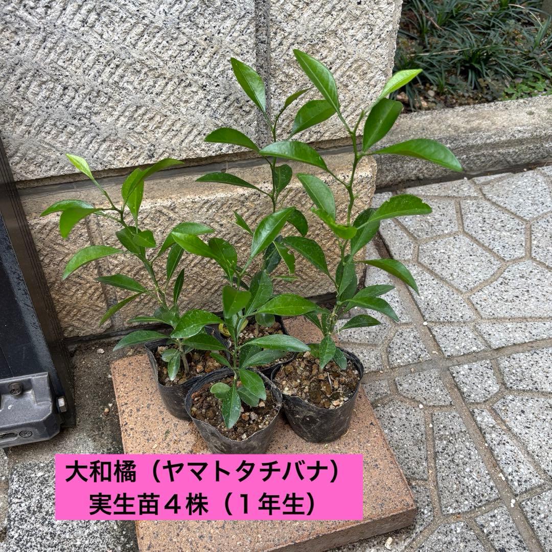 大和橘 実生苗4本 - メルカリ