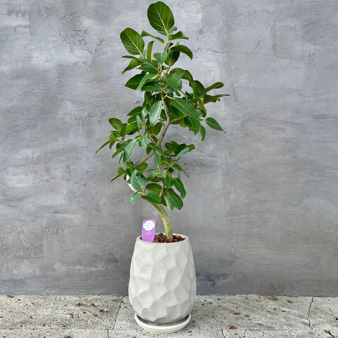 最高級樹形　大型　フィカス　ベンガレンシス　オードリー　陶器鉢　植え込み発送 楽天市場】フィカス ベンガレンシス 観葉植物 大型 ベンガルボダイジュ