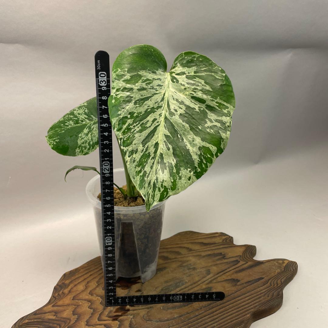 ワ*ャ様 lsw679品種保証！Bulbasaurモンステラ・フシギダネ 斑入り