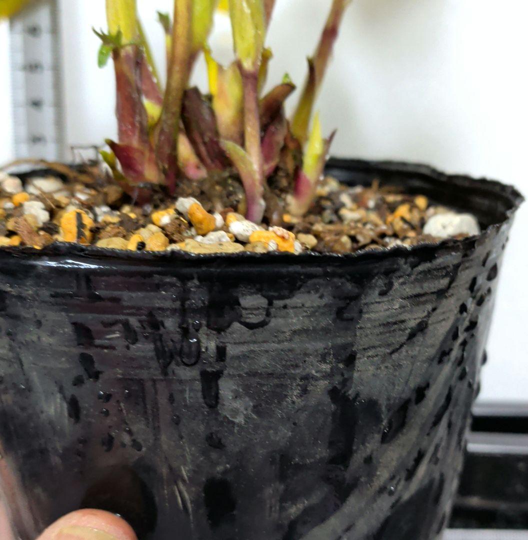 クリスマスローズ 広瀬園芸 オーレア ソレイユ認定なし 美形 未株分