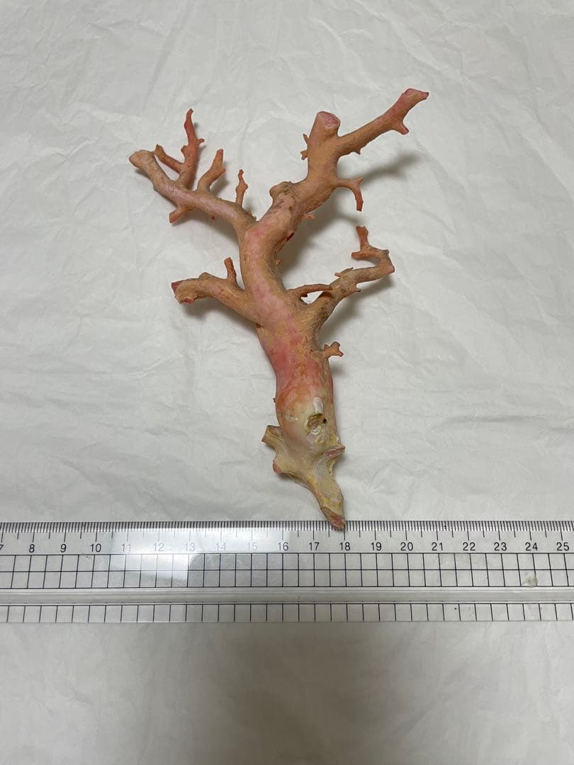 珊瑚サンゴ、本珊瑚原木の置物 日本・高知沖産赤珊瑚の拝見・原木・置物 /飾り/盆栽風/『宝石サンゴ