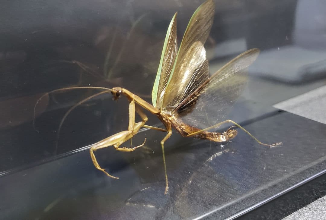 オオカマキリ 立体標本 - メルカリ