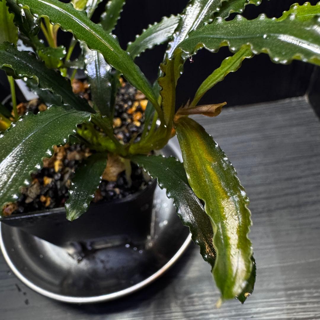 ブセファランドラsp.シンタン カユラピス TYPE2全銀 水上株1ポット［0