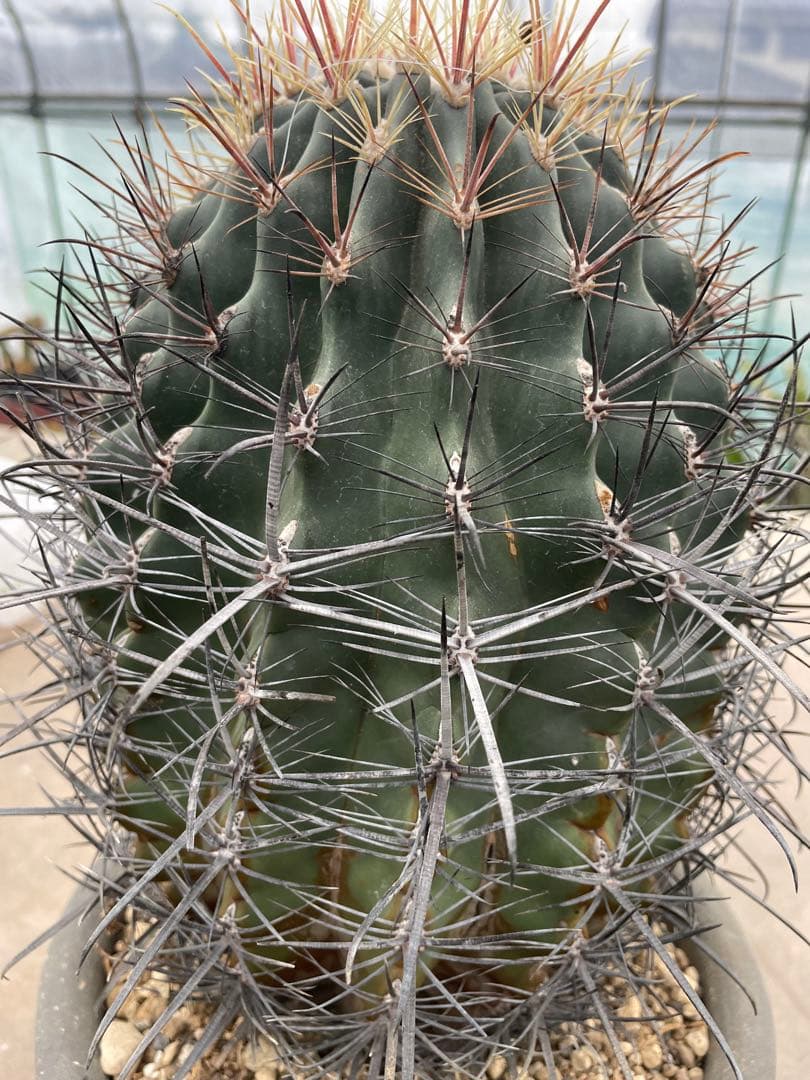 サボテン 白鳥丸 フェロカクタス 古株 巨大株