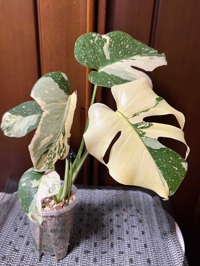 K*y様 斑入りモンステラデリショーサクリームブリュレ K*y様 斑入りモンステラデリショーサクリームブリュレ www.cosaga.com