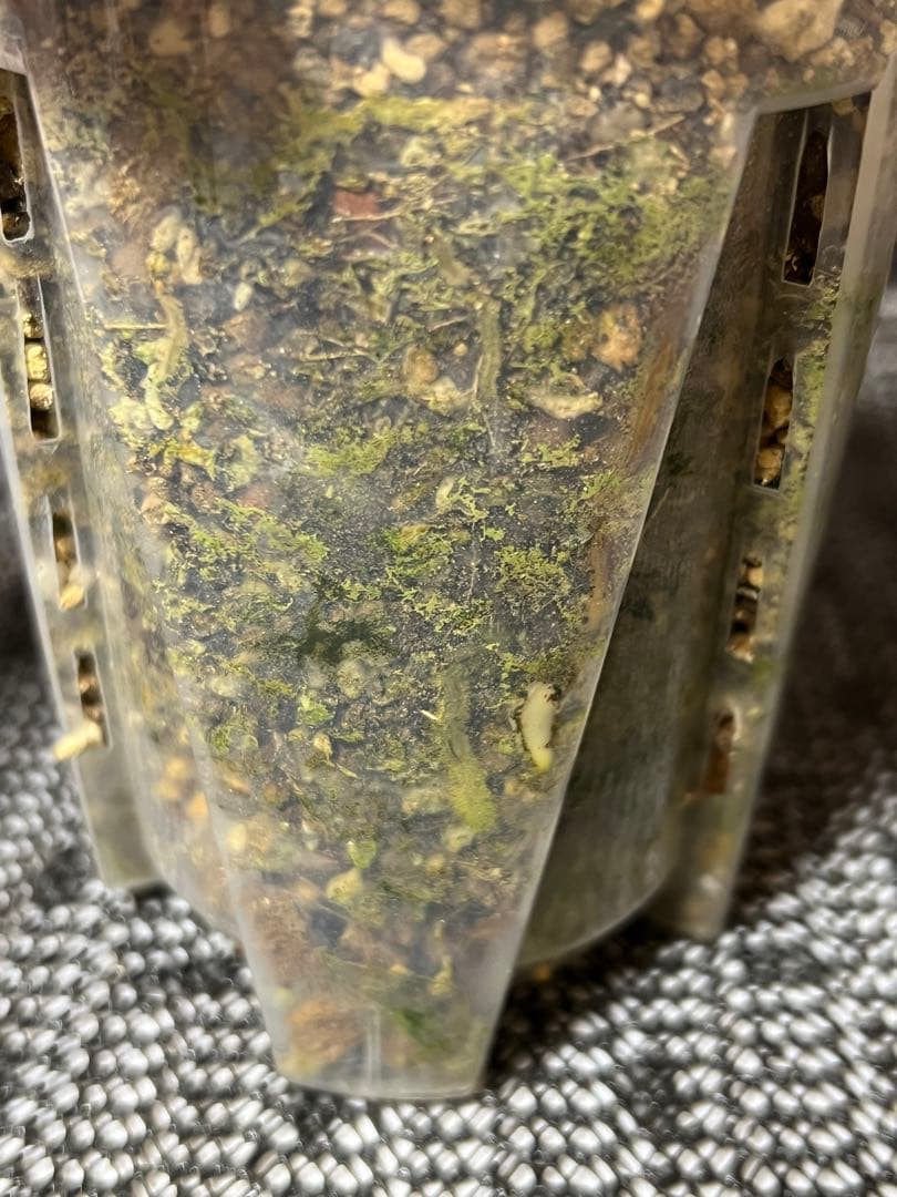 K*y様 斑入りモンステラデリショーサクリームブリュレ www.cosaga.com