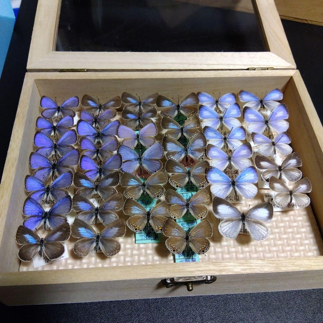 hirohiroシジミチョウセット J-Micro シザー series