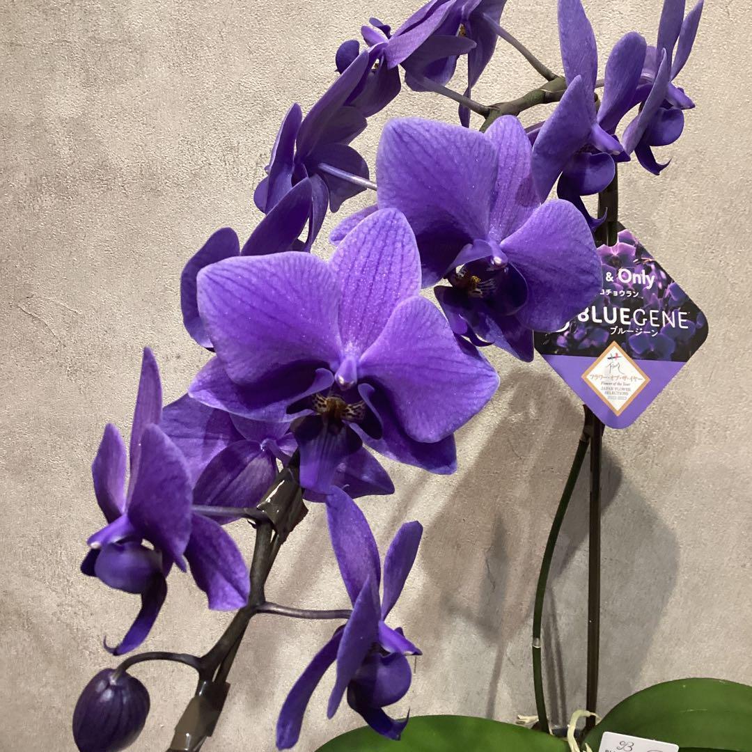入荷少なめです❗️超希少❗️胡蝶蘭❤️ブルージーン　1本立 数限定！現品 超希少❗️胡蝶蘭❤️ブルージーン 1本立 - couleur-0722