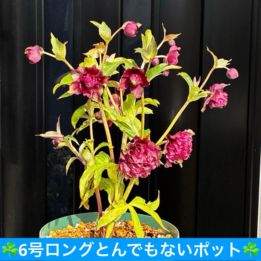 ｍ*a様 585☘️蕾花付☘️トンガリ個性的☘️6号⭐️小中輪⭐️超スーパー多弁