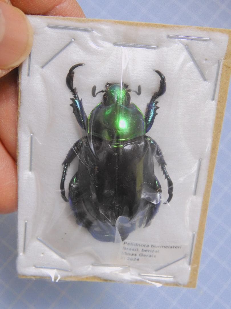 ブラジル産　コウテイアシナガコガネ　30mm ブラジル産 コウテイアシナガコガネ 30mm