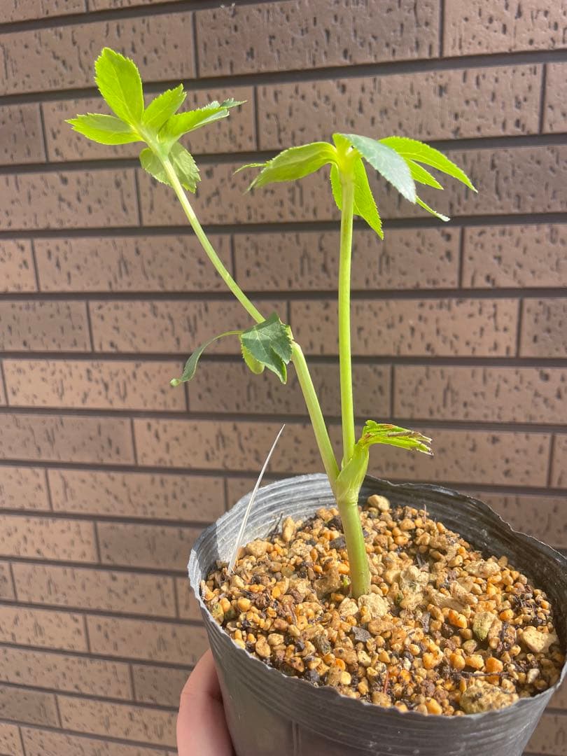 クリスマスローズ セミダブル 花苗 加藤農園 来季用 - メルカリ