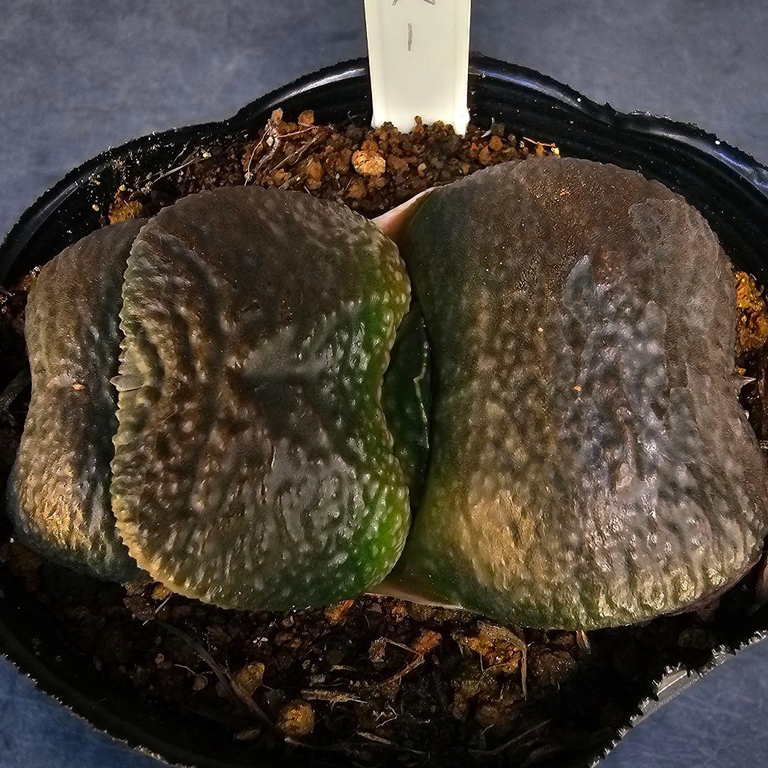 メルカリ便発送&ロウルサンコさんラベル付き☆ガステリア 臥牛十兵衛