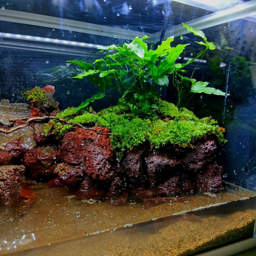 アクアテラリウム 滝 完成品 GEX 赤溶岩石レイアウト - メルカリ