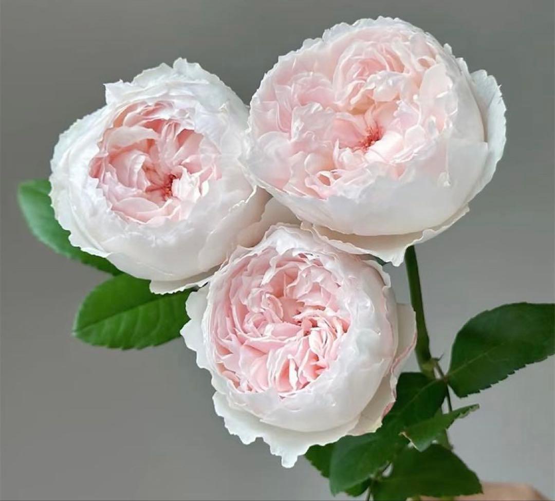 バラ 苗 四季咲 ① 切花 大輪 レア - メルカリ