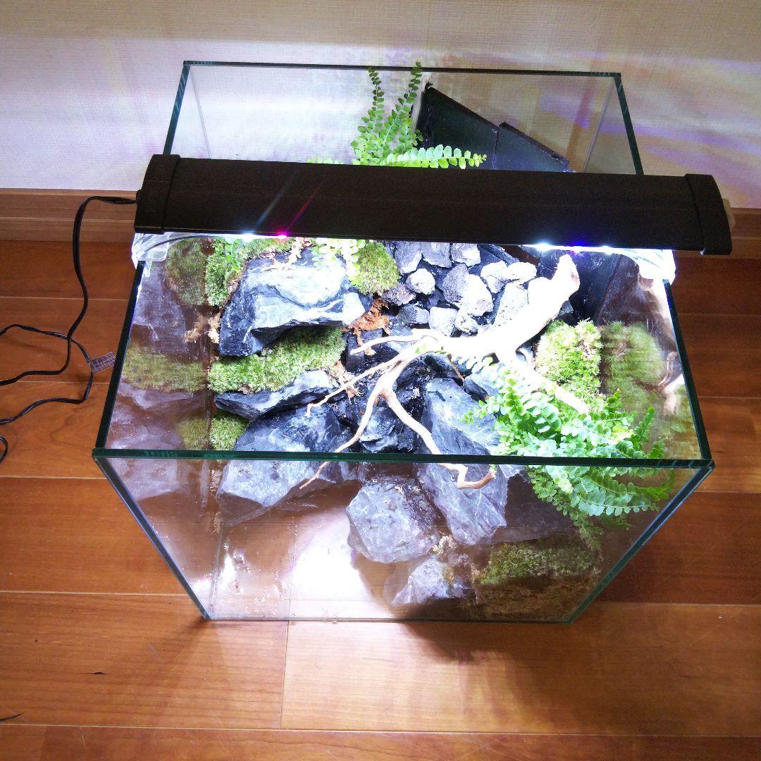 受注生産】イモリウム 苔テラリウム 滝のあるアクアテラリウム - メルカリ