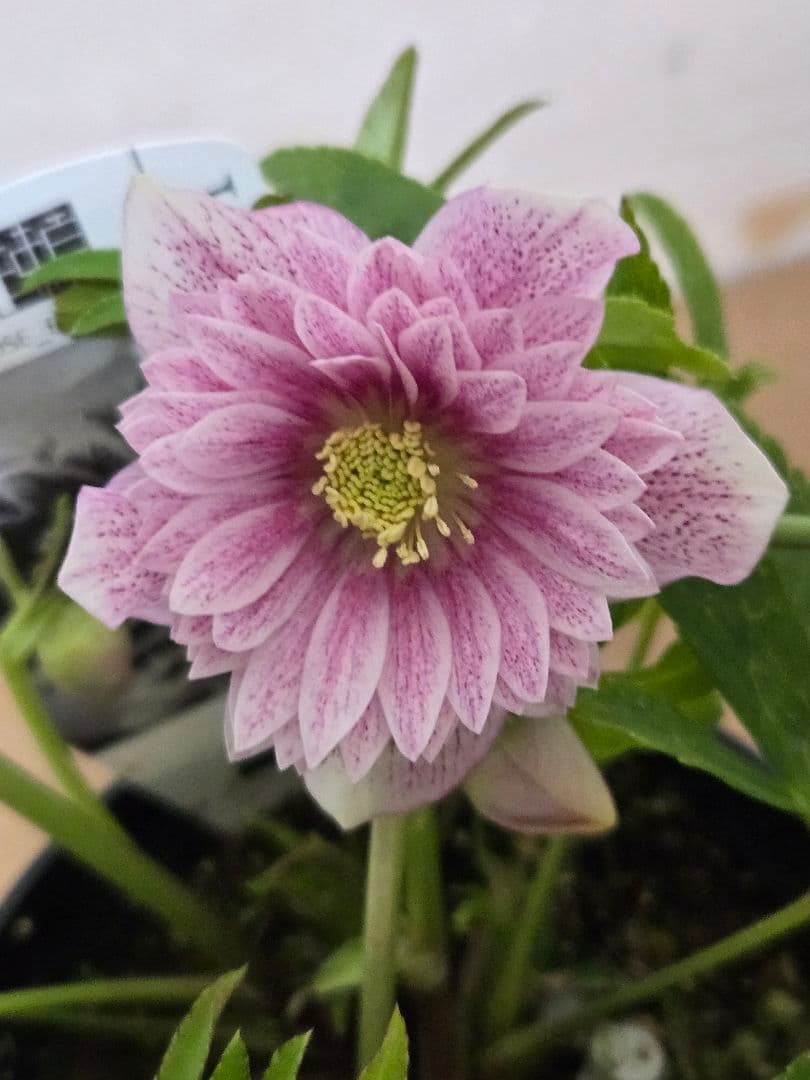 ☆広瀬園芸☆クリスマスローズ☆ダブル☆4.5号鉢☆ ☆広瀬園芸☆クリスマスローズ☆4.5号鉢☆ - メルカリ