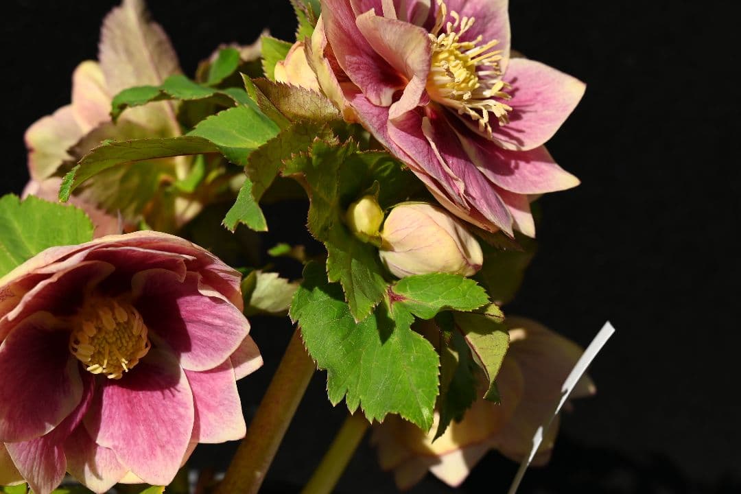 クリスマスローズ 認定プリマヴェーラゴールド つぼみいっぱい 加藤