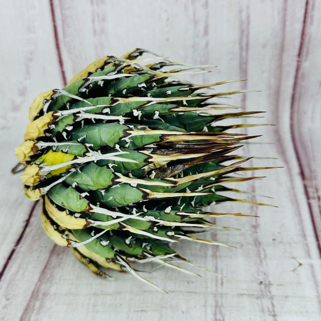 789 アガベ ユタエンシス エボリスピナ 丸型 アガベ ユタエンシス・エボリスピナ ☆ | FELICITA