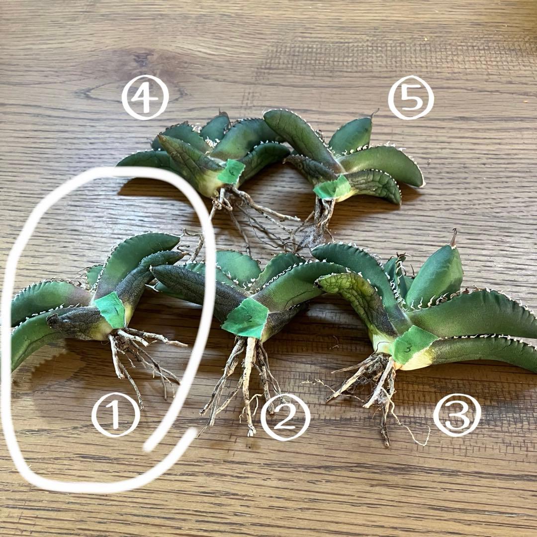 マ*ロ様 【オークション】①匿名配送 アガべ 悪魔 TC 上澳園芸 悪魔