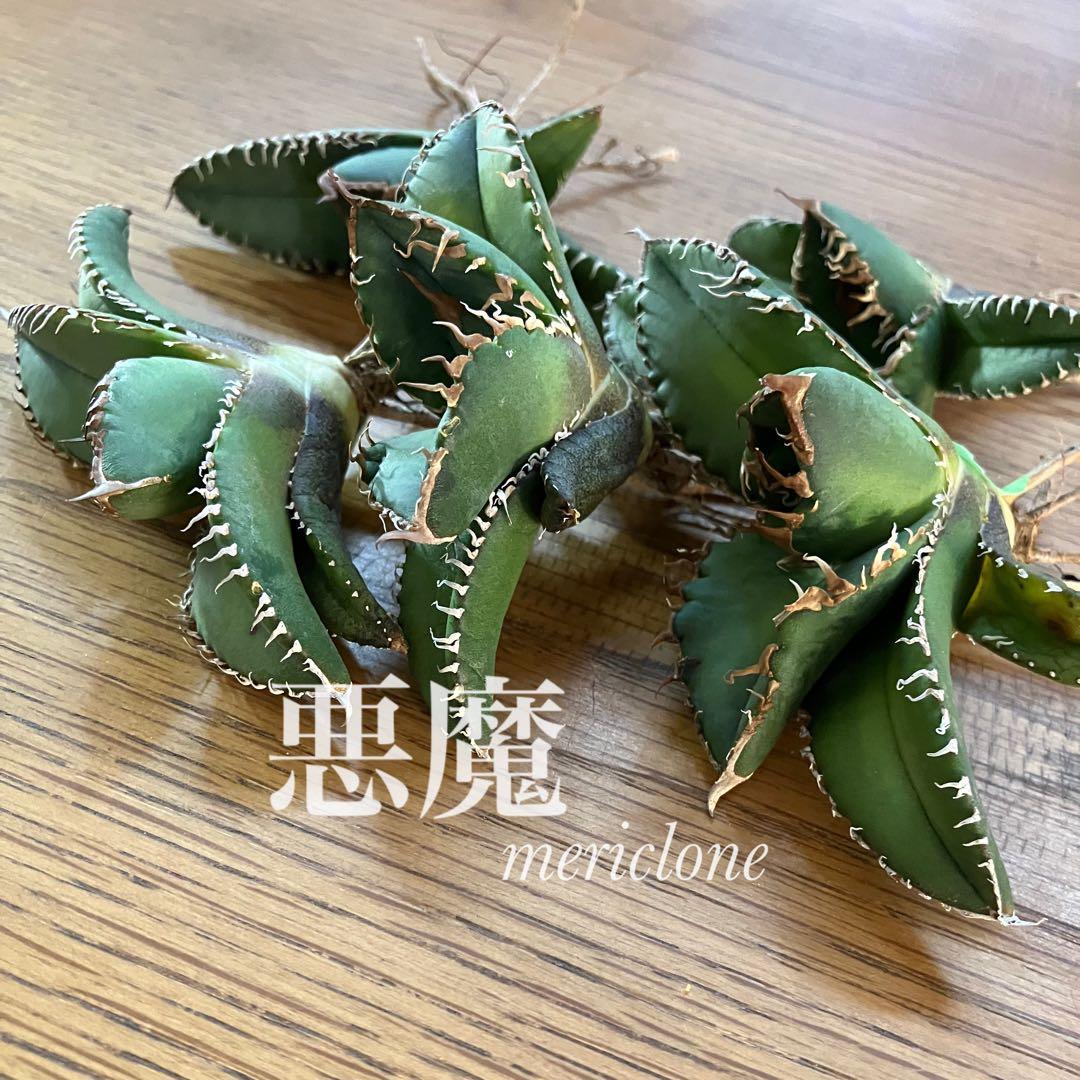 マ*ロ様 【オークション】①匿名配送 アガべ 悪魔 TC 上澳園芸 悪魔