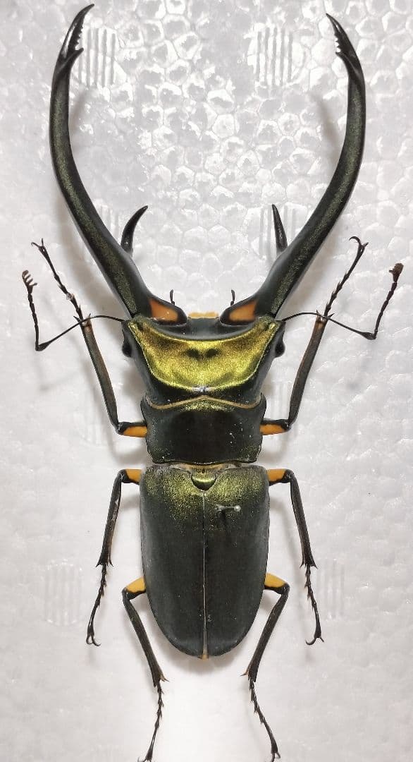 特大エラフスホソアカクワガタ（美麗個体）標本 - メルカリ