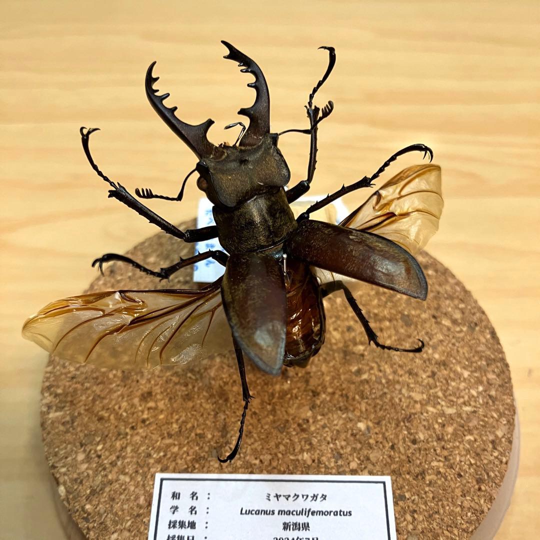 昆虫標本】ミヤマクワガタ飛翔 ガラスケース入り - メルカリ