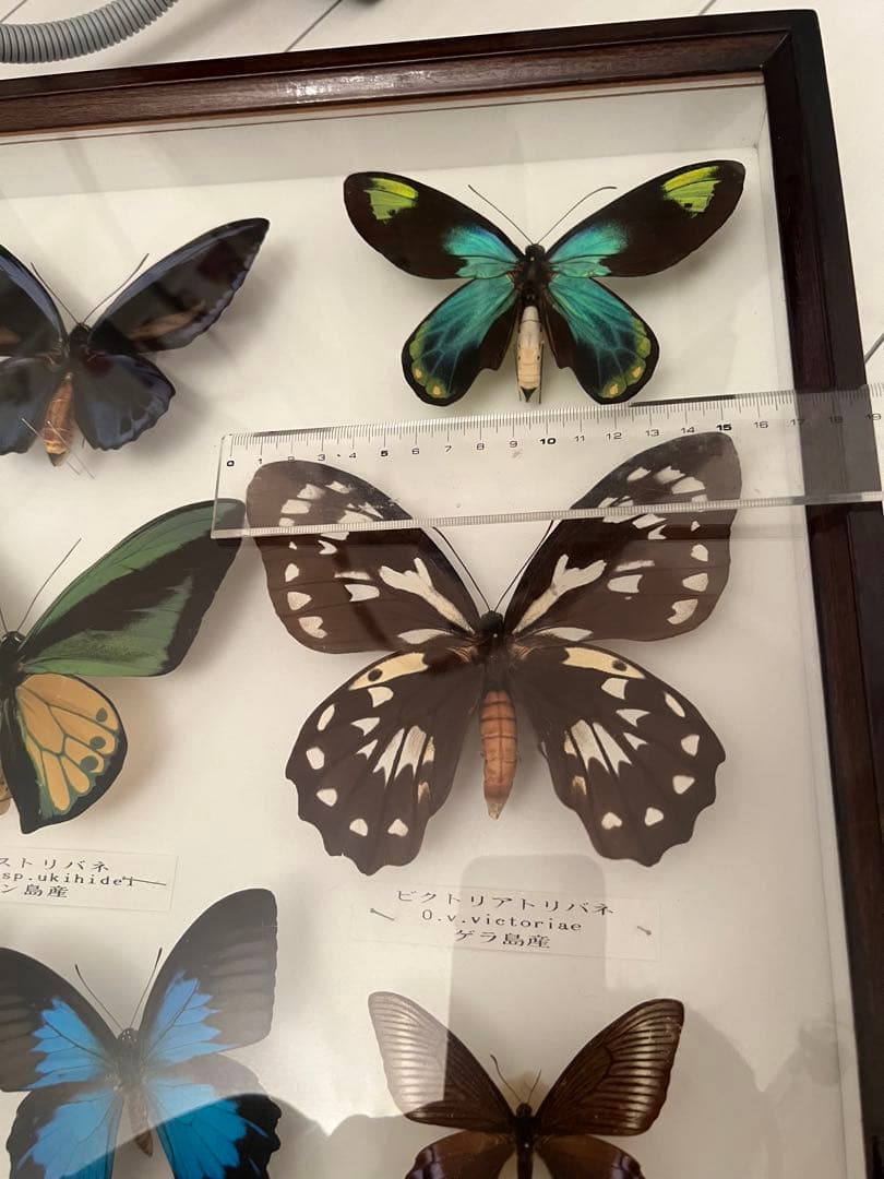 蝶の標本セット(最終値下げ‼️です！お早めに❣️)