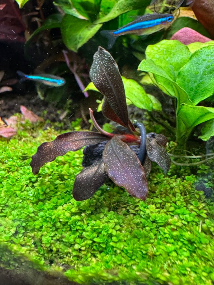 Bucephalandra sp.Ghost kalimantan - メルカリ