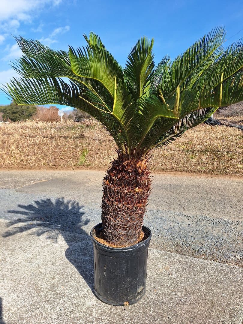 *葉を切っての発送になります。 ソテツ　極太　美株 2026年最新】ソテツ 斑入りの人気アイテム - メルカリ