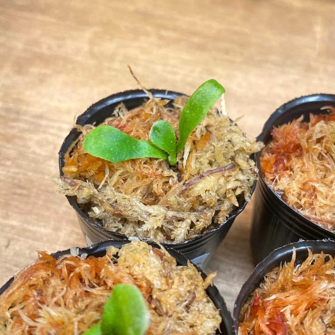 マダガスカリエンセ、Dragon Clawなどビカクシダ胞子培養お得12種