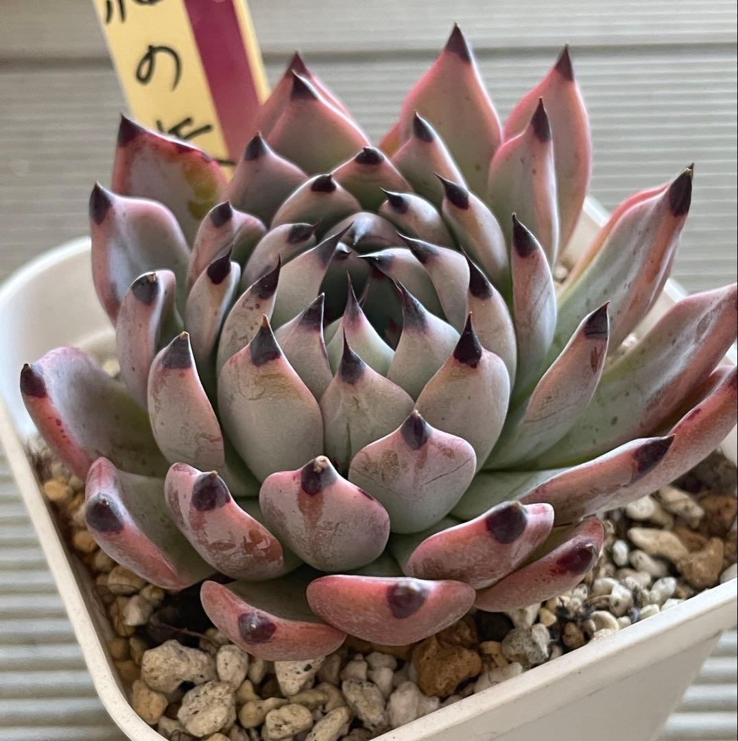 紫紺の矢 札付き ミックスベリア おらいさん多肉 - メルカリ